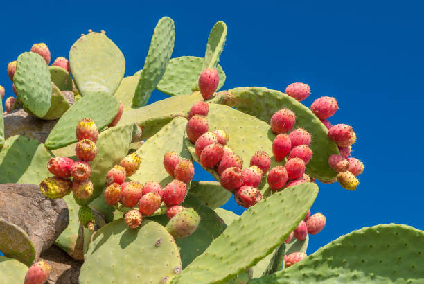 istock Prickly pears with red fruits and blue sky in background 663966748