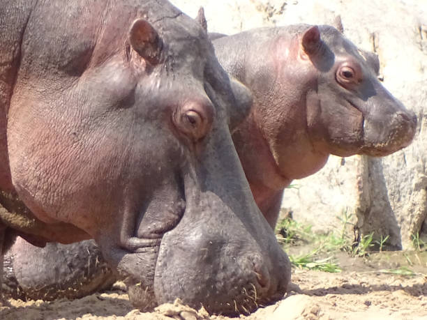 istock Mother and baby Hippo in profile 663973682