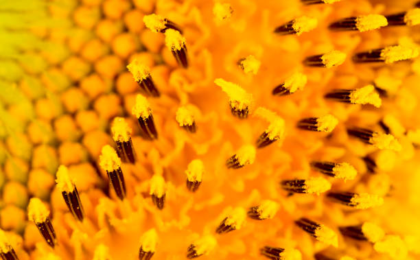 istock background of sunflowers. close 663978564