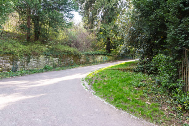 istock Forest Path Foliage Bright Beautiful Day Outdoors Wildlife Park Destination Green Lush 663981318