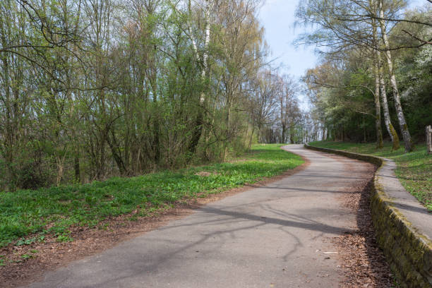istock Forest Path Foliage Bright Beautiful Day Outdoors Wildlife Park Destination Green Lush 663981690