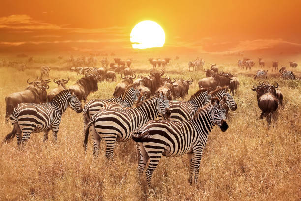 zebra bei sonnenuntergang im serengeti nationalpark. afrika. tansania. - wild stock-fotos und bilder