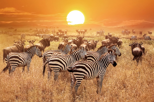 Zebra at sunset in the Serengeti National Park. Africa. Tanzania.