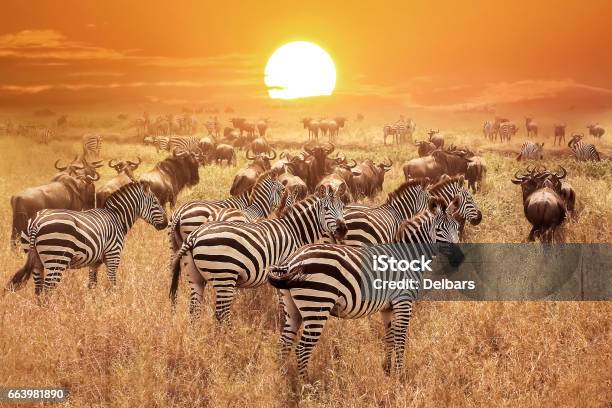 Zebra At Sunset In The Serengeti National Park Africa Tanzania Stock Photo - Download Image Now