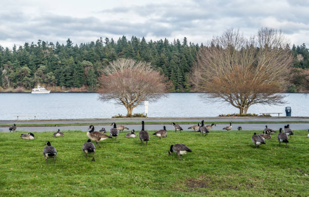 istock Canada Geese Near Lake 4 663982036