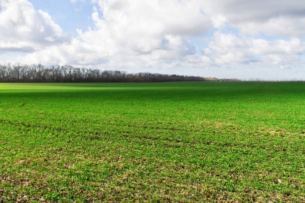 istock Green field with a cloudy sky 663984734