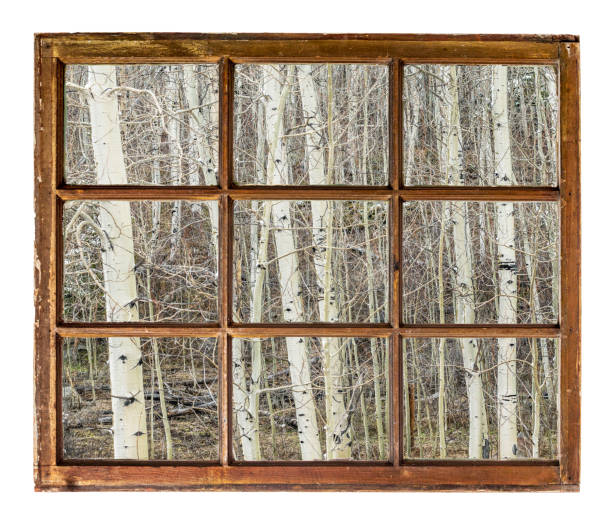 istock aspen grove in winter window view 663987782