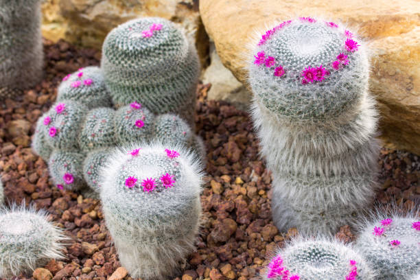 подушечтный кактус завод с розовым цветочным украшением - mammillaria cactus стоковые фото и изображения