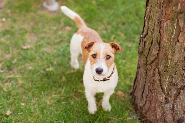 Jack Russell Terrier Jack Russell Terrier looking at camera aufzucht stock pictures, royalty-free photos & images