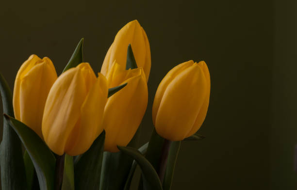 istock Bouquet of tulips 663994048