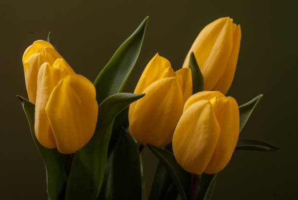 istock Bouquet of tulips 663994052
