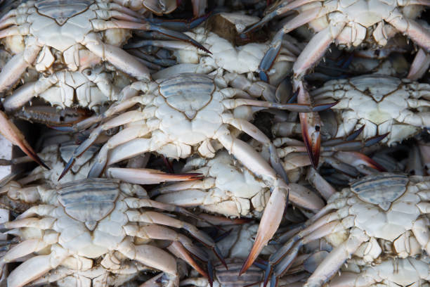istock Fresh seafood on the market. 663994546