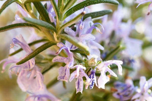 pianta di rosmarino con fiori,1 - rosemary flower single flower flower head foto e immagini stock