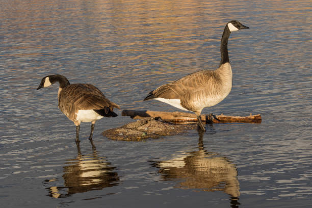 istock Canada Geese in Lake 663997198