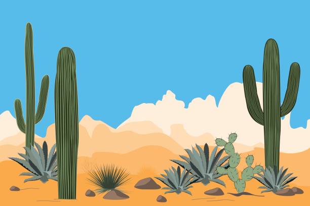 건조 한 사막 풍경입니다. saguaro 선인장과 계곡의 풍경입니다. 산, 맑고 푸른 하늘 배경 보기 - hiking sonoran desert arizona desert stock illustrations