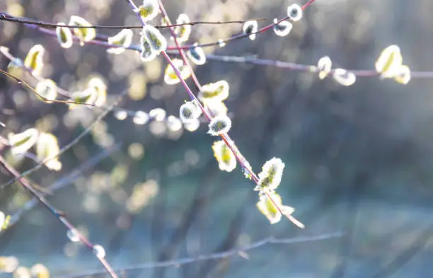 Photo of Blossoming spring trees. eastertide