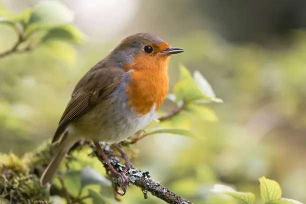 Photo of Robin (Erithacus rubecula) singing on branch