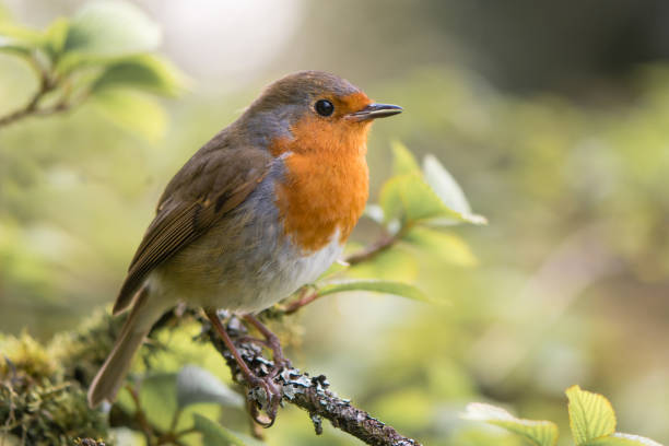 robin (erithacus rubecula) singing on branch - rubecula imagens e fotografias de stock