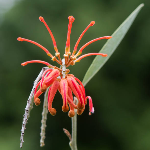 istock Rosemary grevillea (Grevillea rosmarinifolia) flowers 664000534