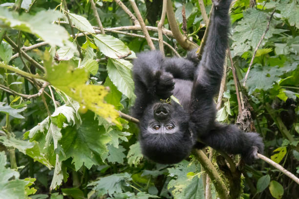 istock Baby gorillh handing upside down. Bwindi Impenetrable Forest National Park, Uganda 664000774