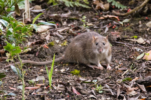 Brown rat (Rattus norvegicus) looking at camera Common rodent foraging amongst plants in botanic garden, with impressive whiskers ian stock pictures, royalty-free photos & images