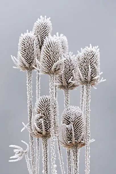 Frozen teasels on a grey winter background