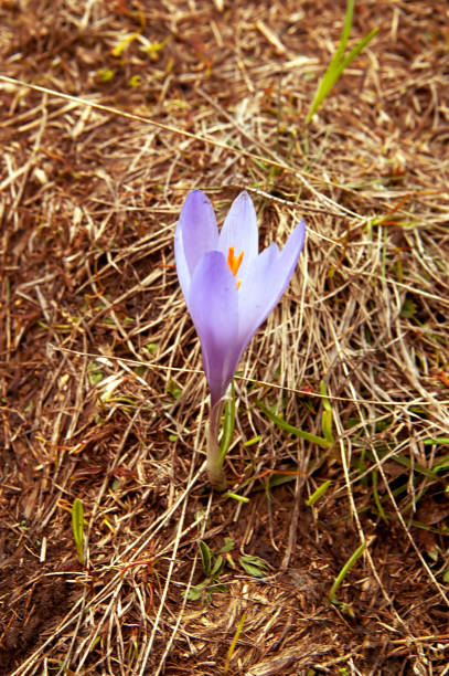 istock Flowers delicate crocus in the mountains in Montenegro 664004788