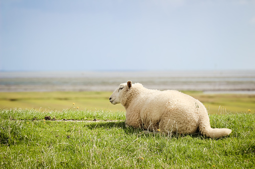 lamb lying on a dike a looking towards the sea