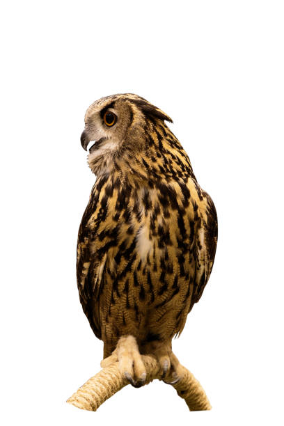 istock Eurasian Eagle Owl perched on a branch isolated on white background with clipping path. 664007666