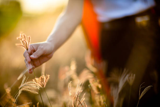 istock girl’s hand picking up grass flower. 664012888