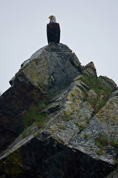 istock Bald Eagle on Rock Near Seward Alaska 664018400
