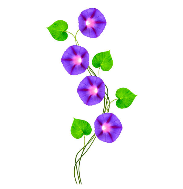 istock Autumn colorful morning glory flowers 664019348