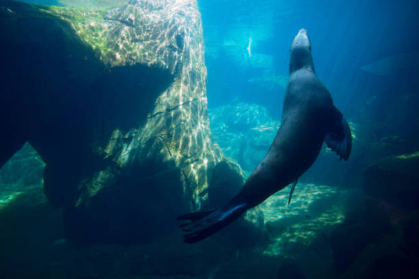 istock Sea Lion Swimming Underwater 664019424