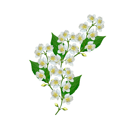 branch of jasmine flowers isolated on white background. spring