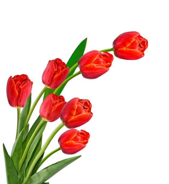 istock flowers isolated on white background. 664021778