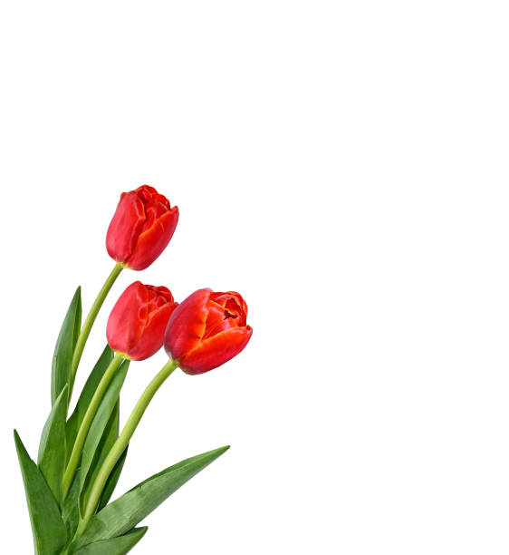 istock flowers isolated on white background. 664021788