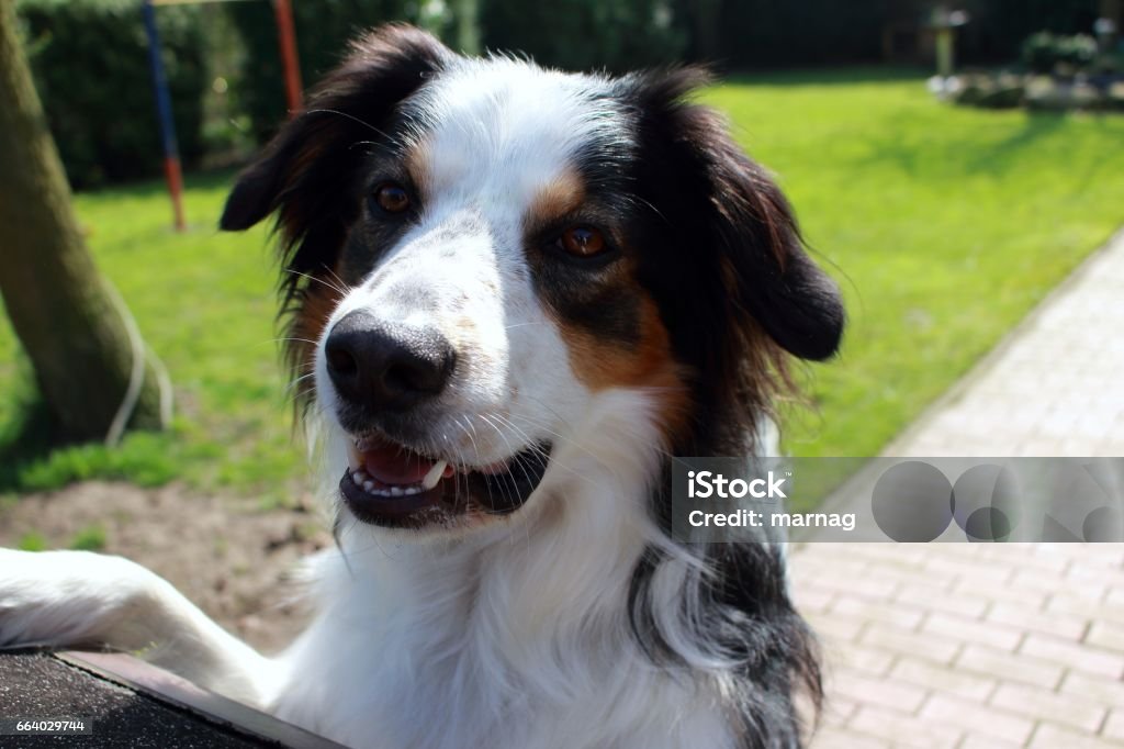 beautiful dog Dog looking for his toy Beauty Stock Photo