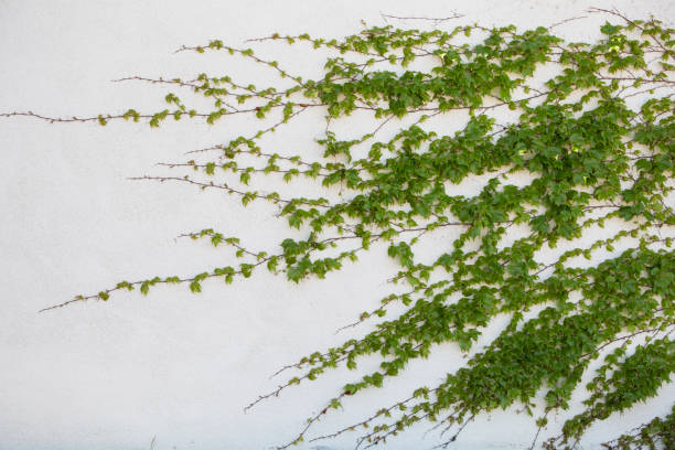 Spring Vine on Garden Wall stock photo