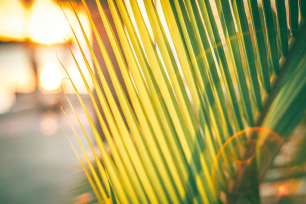 A close up of a palm tree on the beach. stock photo