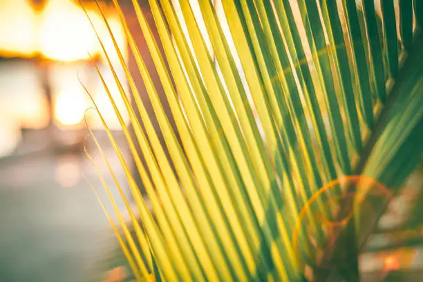 A close up photo of a palm tree on the beach with lens flare in the Florida Keys in the USA.