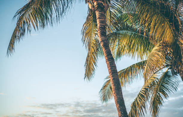 istock Palm Trees in the summer time. 664032872