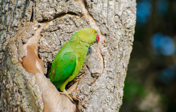 istock The rose ringed parakeet or ring necked parakeet 664033262