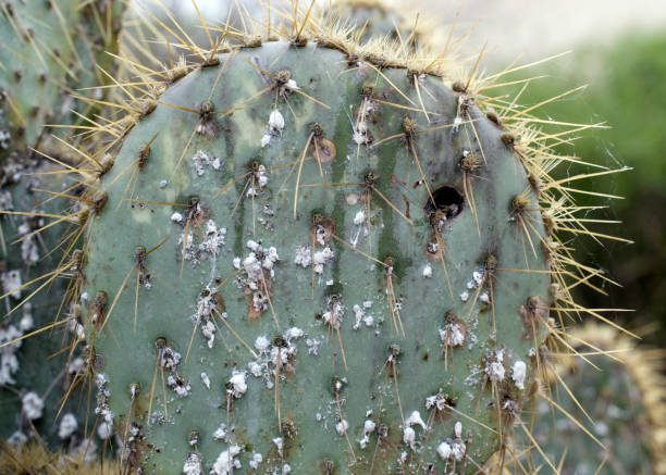 stachelige kakteen mit schildläusen befallen - scale insect stock-fotos und bilder