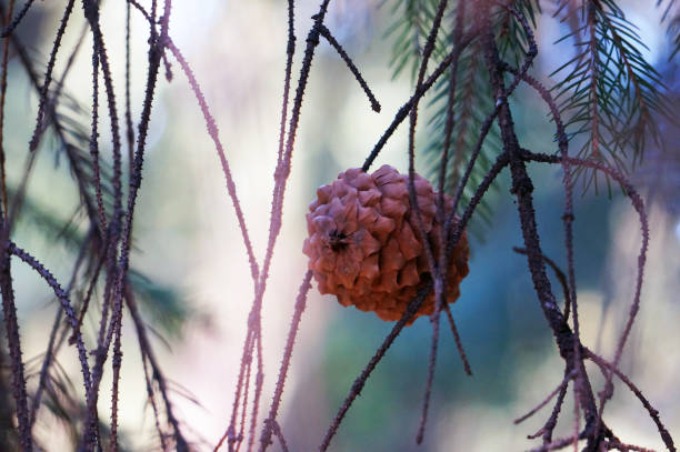 A fir cone is stuck in the branches. A beautiful spruce cone was entangled in the thin branches of a spruce tree.