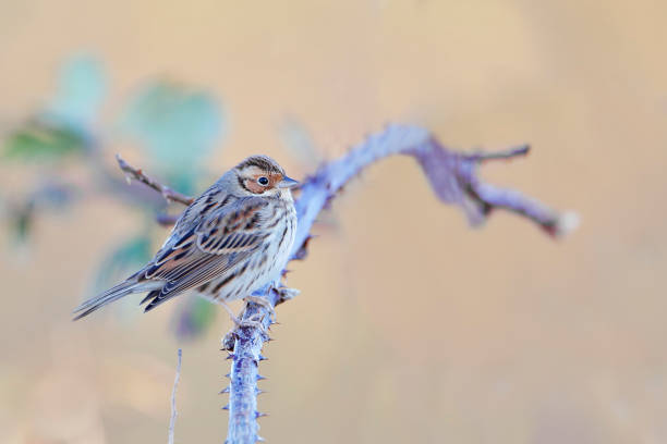 istock Little bunting (Emberiza pusilla) on branch, the Netherlands 664039964