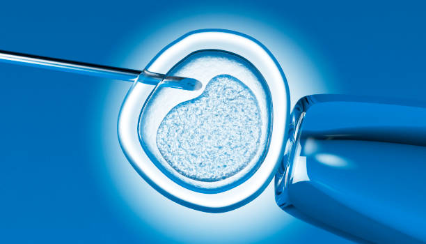 배아 줄기 세포의 추출 - human fertility artificial insemination embryo human egg stock illustrations