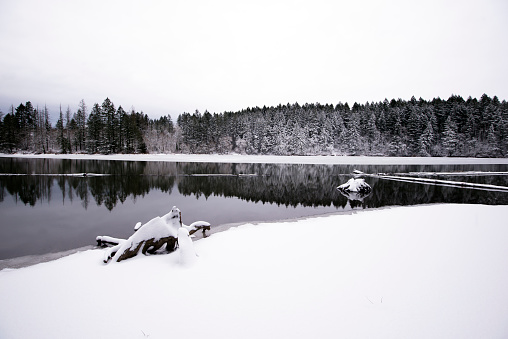 Clear winter landscape with a mirror surface of Lacamas Lake with a strip of wild forest on the shore and snow-covered old big stumps on the shore and in the water create a wonderful atmosphere of peace and quiet, truncating and stopping vanity