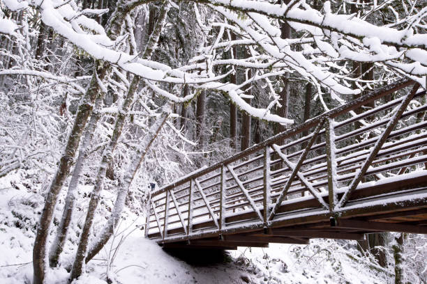 istock Winter landscape with snow-covered branches woven into delicate pattern with bridge with railings in the outgoing perspective 664046388