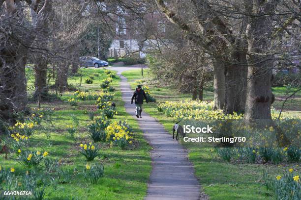 Dog Walker In Hartley Wintney Common In Spring Stock Photo - Download Image Now - Affectionate, Agricultural Field, Animal