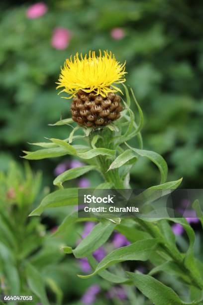 Carthamus Tinctorius In Hyde Park London Stock Photo - Download Image Now - Aster, Comb - Hair Care, Cornflower